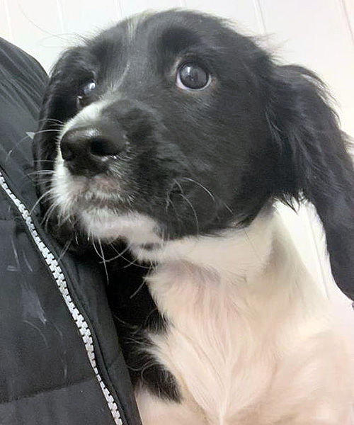 Maisie Almost Home Animal Rescue NI