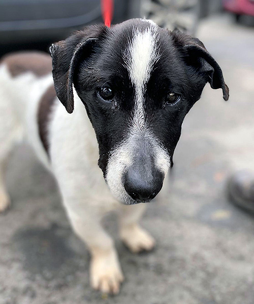 Lewis Almost Home Animal Rescue NI