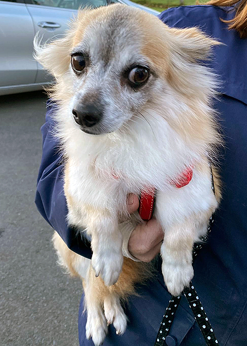 Lucy Almost Home Animal Rescue NI