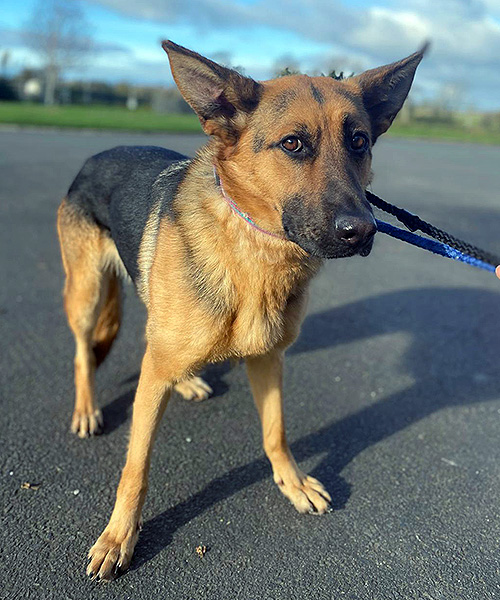 Patsy Almost Home Animal Rescue NI