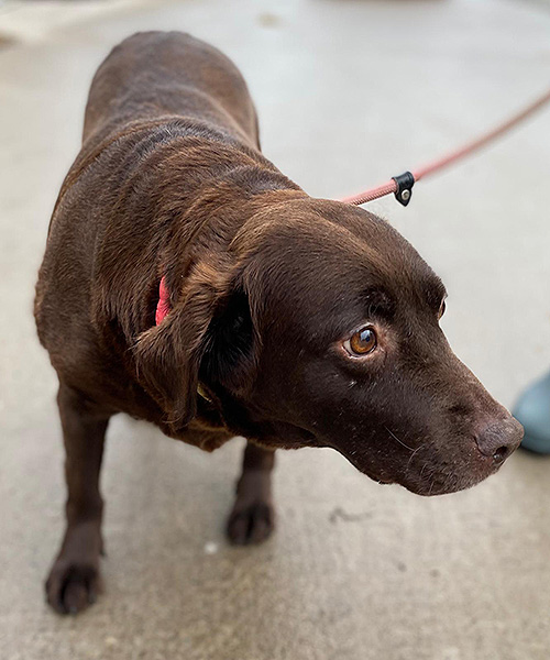 Holly Almost Home Animal Rescue NI