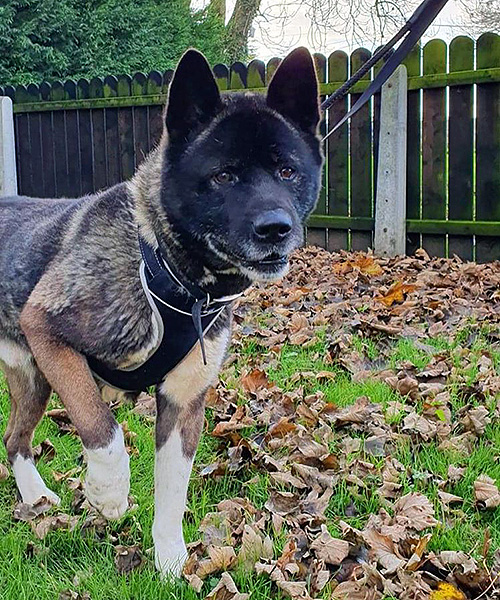 Samson Almost Home Animal Rescue NI