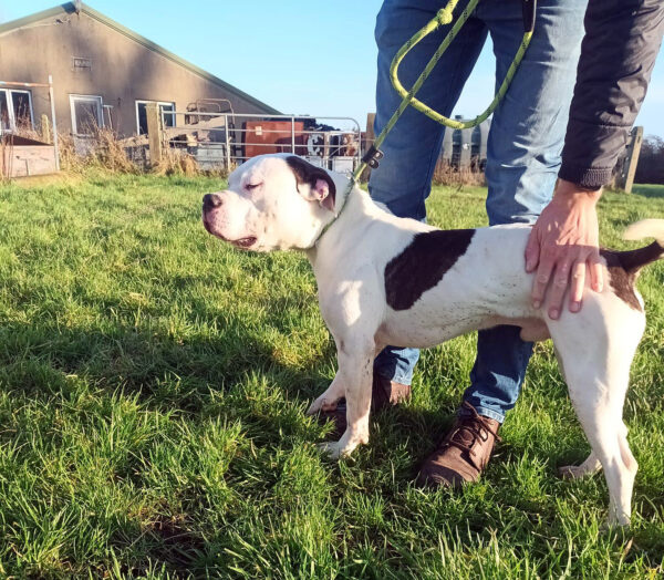 Hugo Almost Home Animal Rescue NI