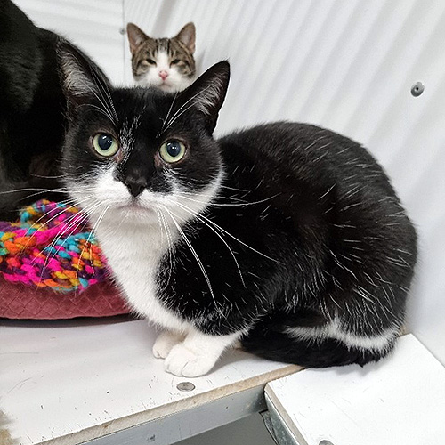 Meredith Mac and Marshall Almost Home Animal Rescue NI