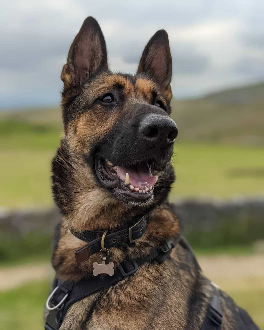 German Shepherd Rescue Where to Find This Dog Breed in