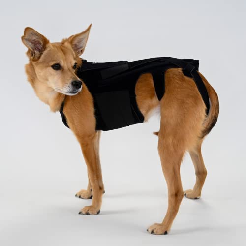 10 Best Harness For French Bulldog With Ivdd (2024 Update) Almost