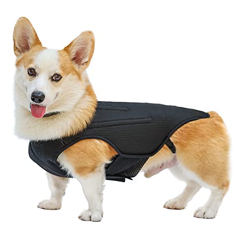 10 Best Wheelchairs For Dachshunds (2024 Update) Almost Home Rescue