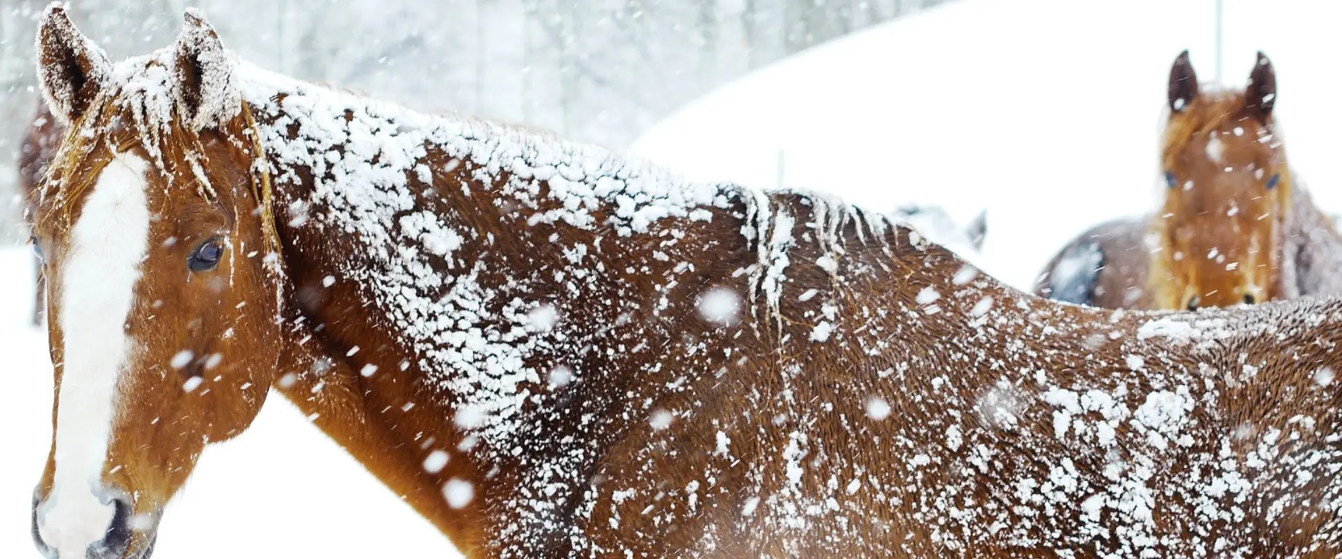 Do Horses Get Cold In The Winter