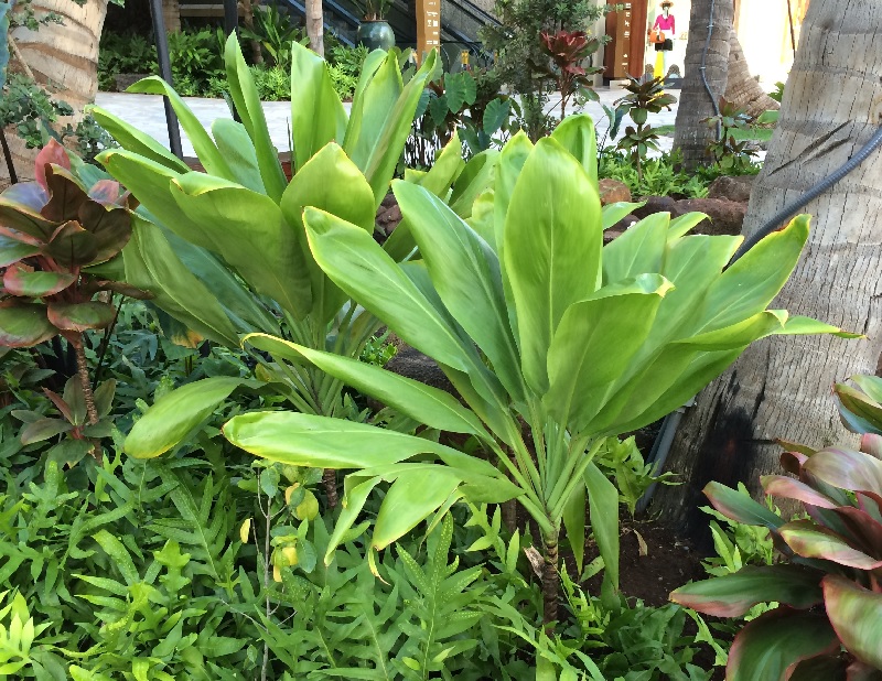 タロイモの葉 繊維 Aaapo