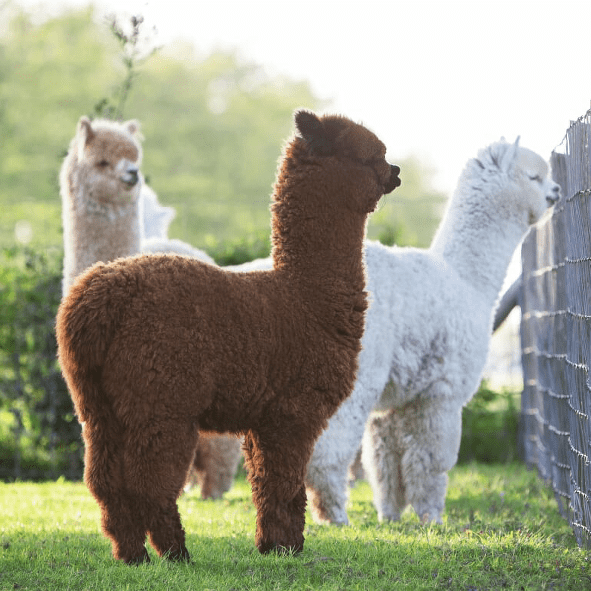 Setje Alpaca Ruinen (Verkocht) - Alpaca Bontebok