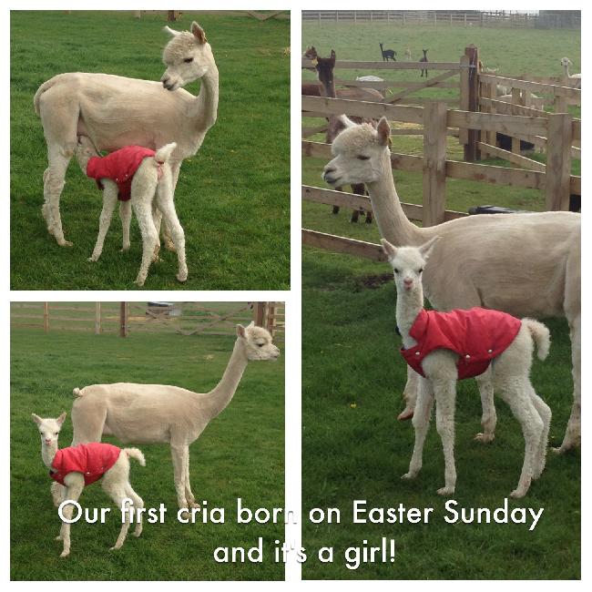 Houghton Hall Alpacas Cria Gallery