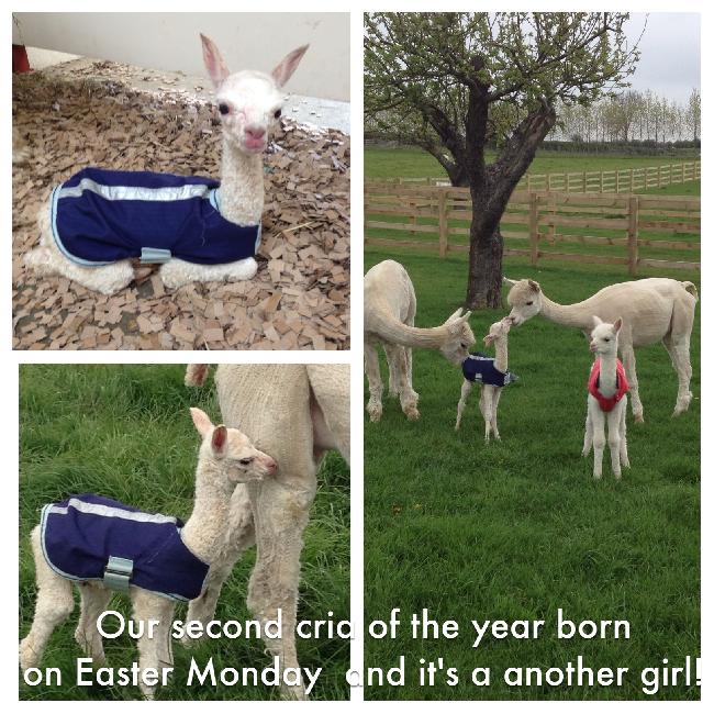 Houghton Hall Alpacas Cria Gallery