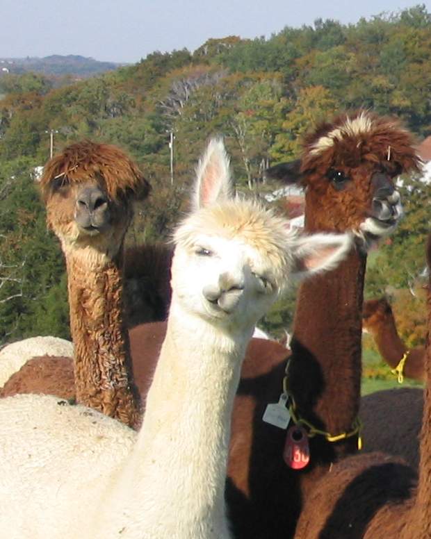 Pennsylvania Alpacas In Pennsylvania Alpacas For Sale Pennsylvania