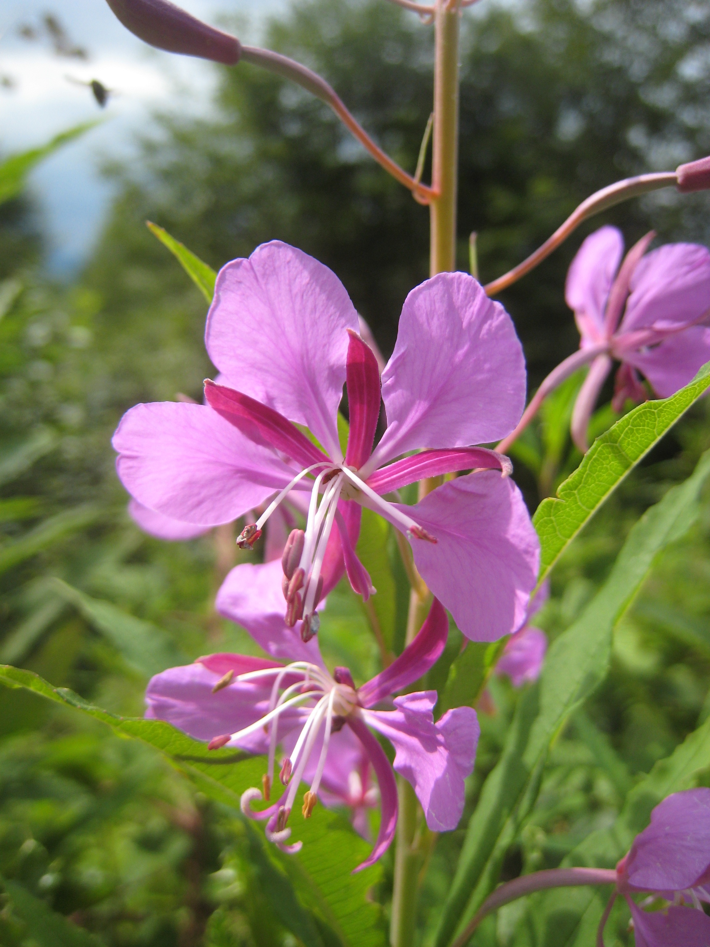 Schmalblättriges Weidenröschen · Epilobium angustifolium · Die