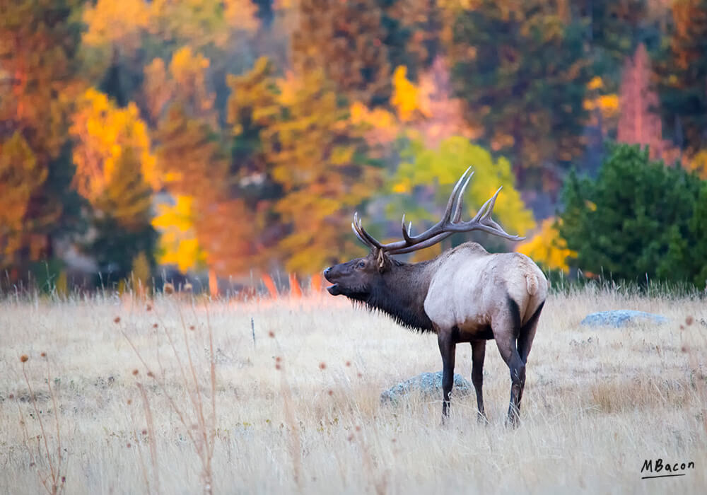 Bull Elk at Sunrise Alpenglow Creations