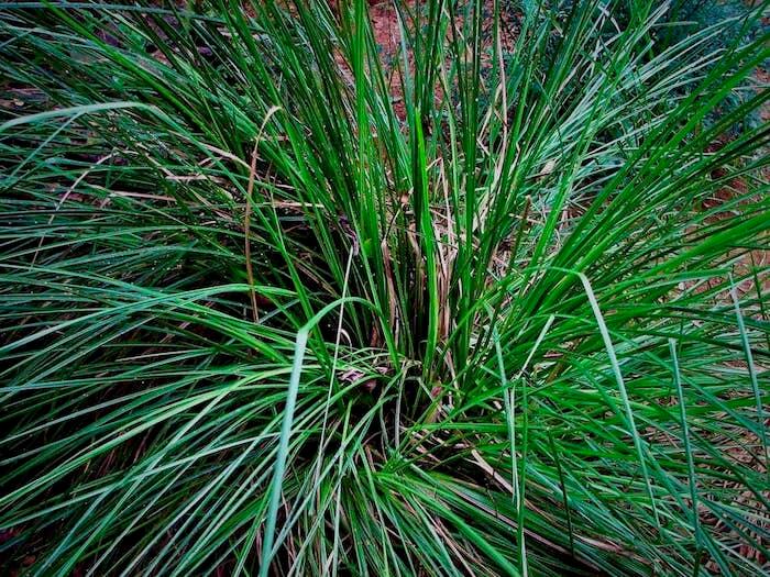 Vetiver Its Fragrant Magic and Mystery Within Perfumery