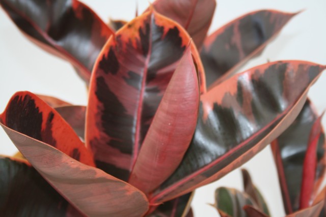 Alpha Botanical - Rubber Tree Plant Care Profile