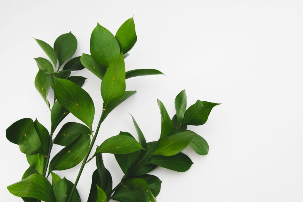 Buying Filler Greenery in Bulk Alpha Fern