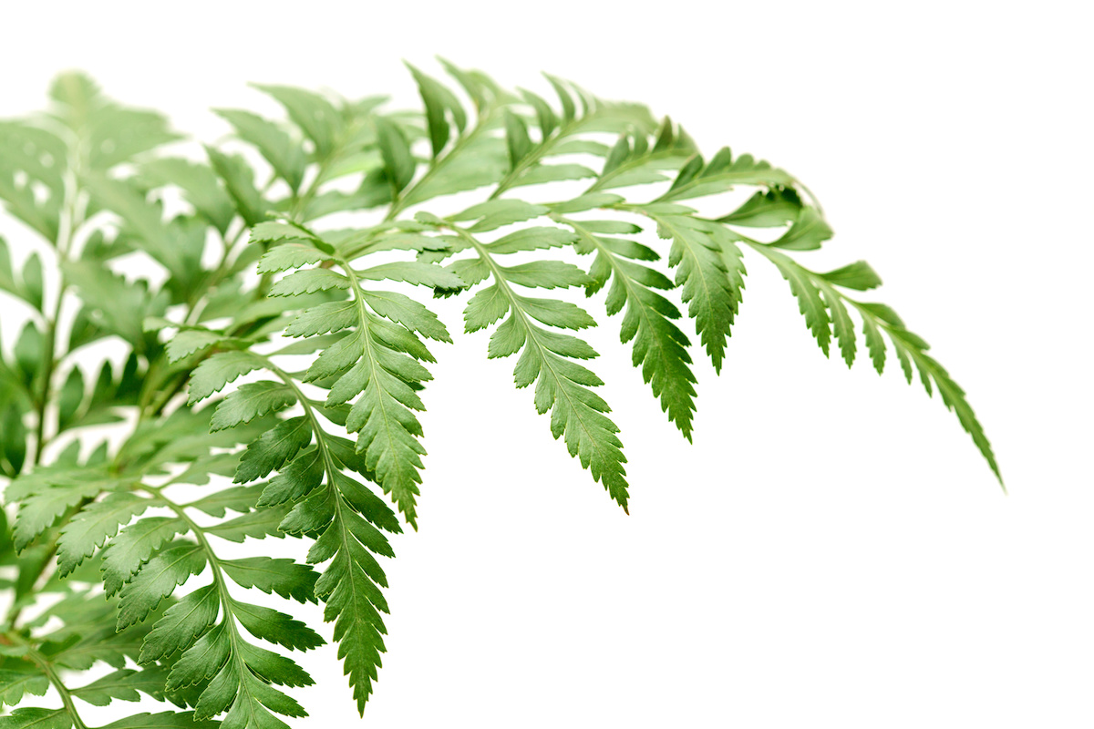 5 Tips for Using Leatherleaf in Floral Arrangements Alpha Fern