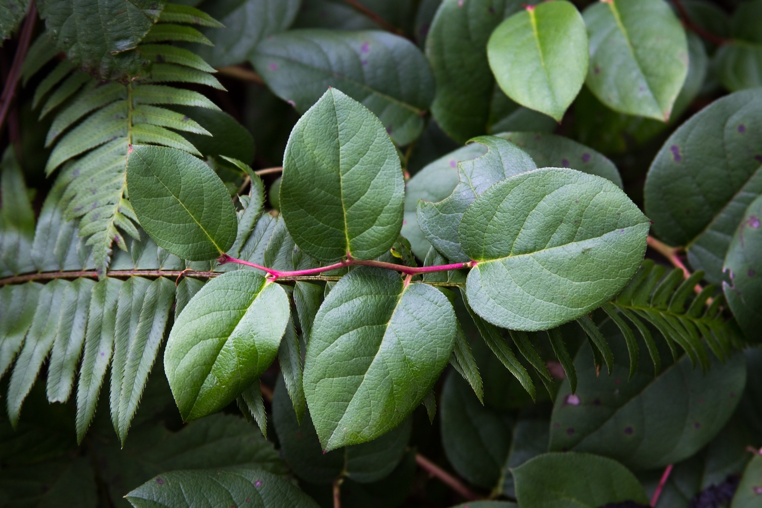 5 Tips for Using Lemon Leaf in Any Arrangement Alpha Fern