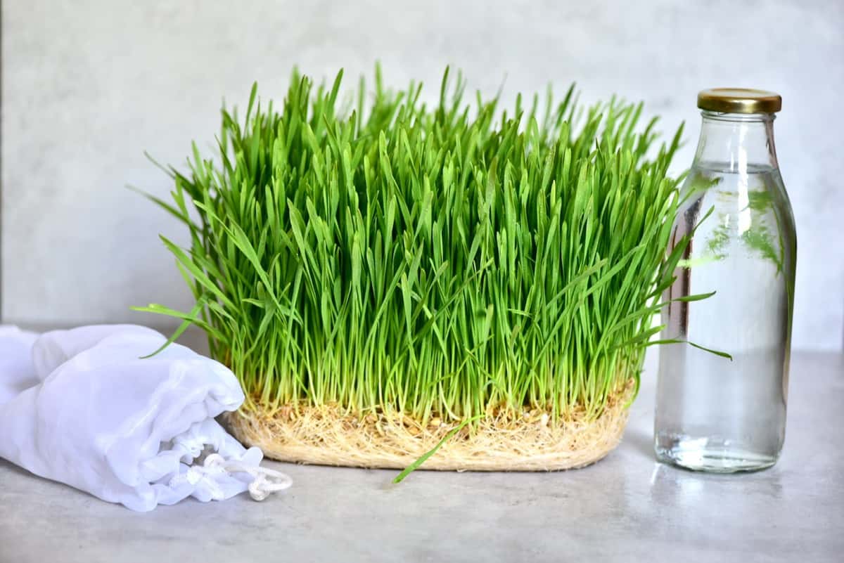 How to make Wheatgrass Shots and Juice Alphafoodie