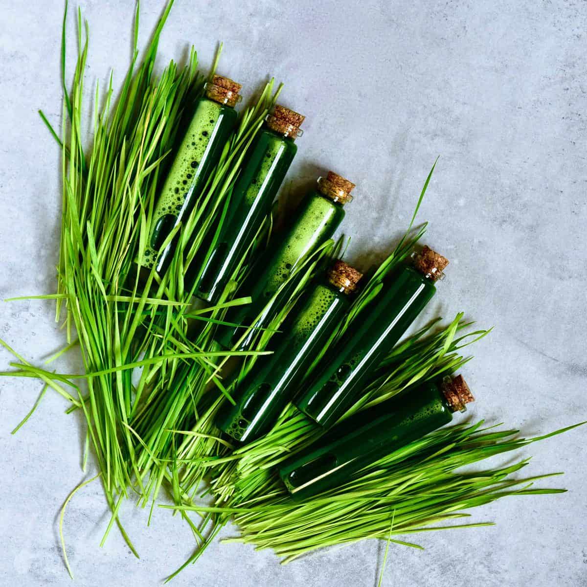 How to make Wheatgrass shots and Juice Recipe Cart