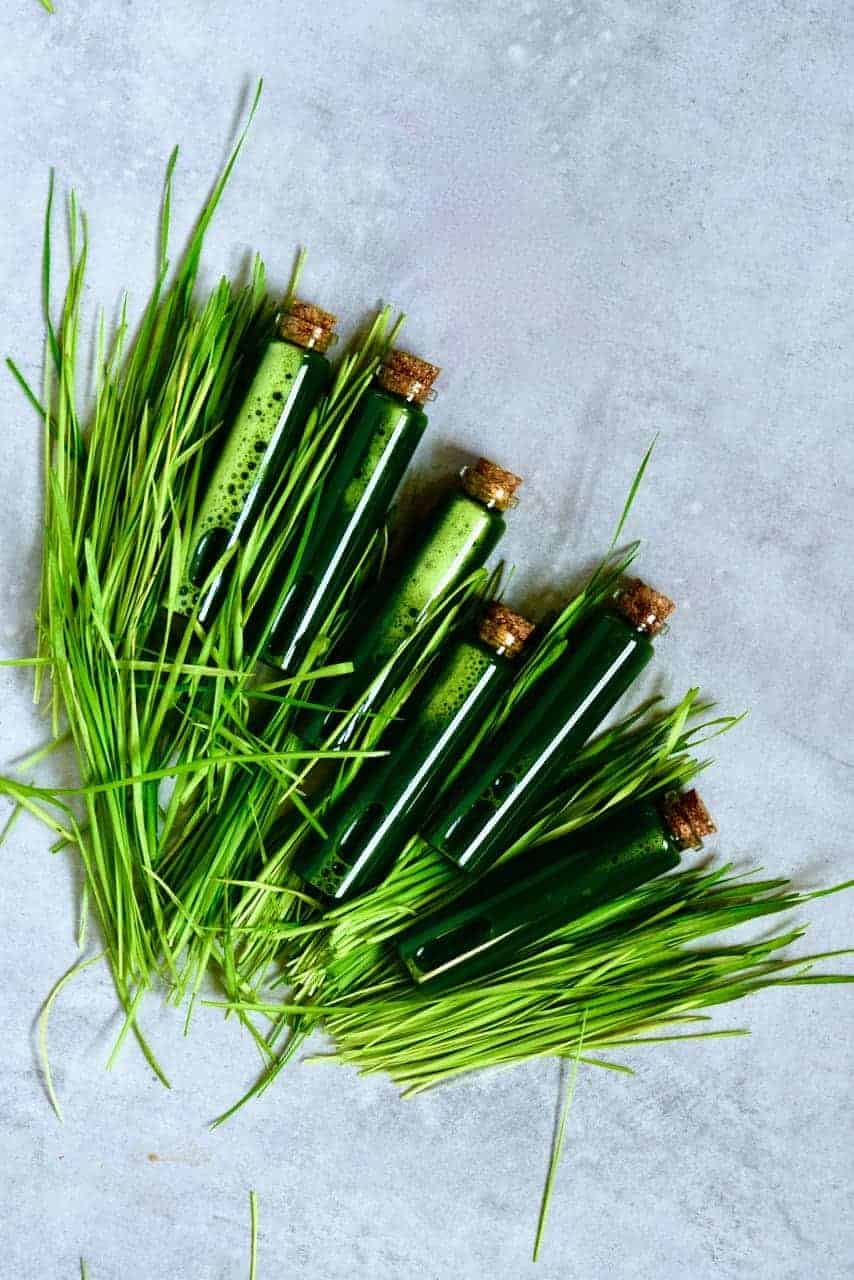 How to make Wheatgrass Shots and Juice Alphafoodie