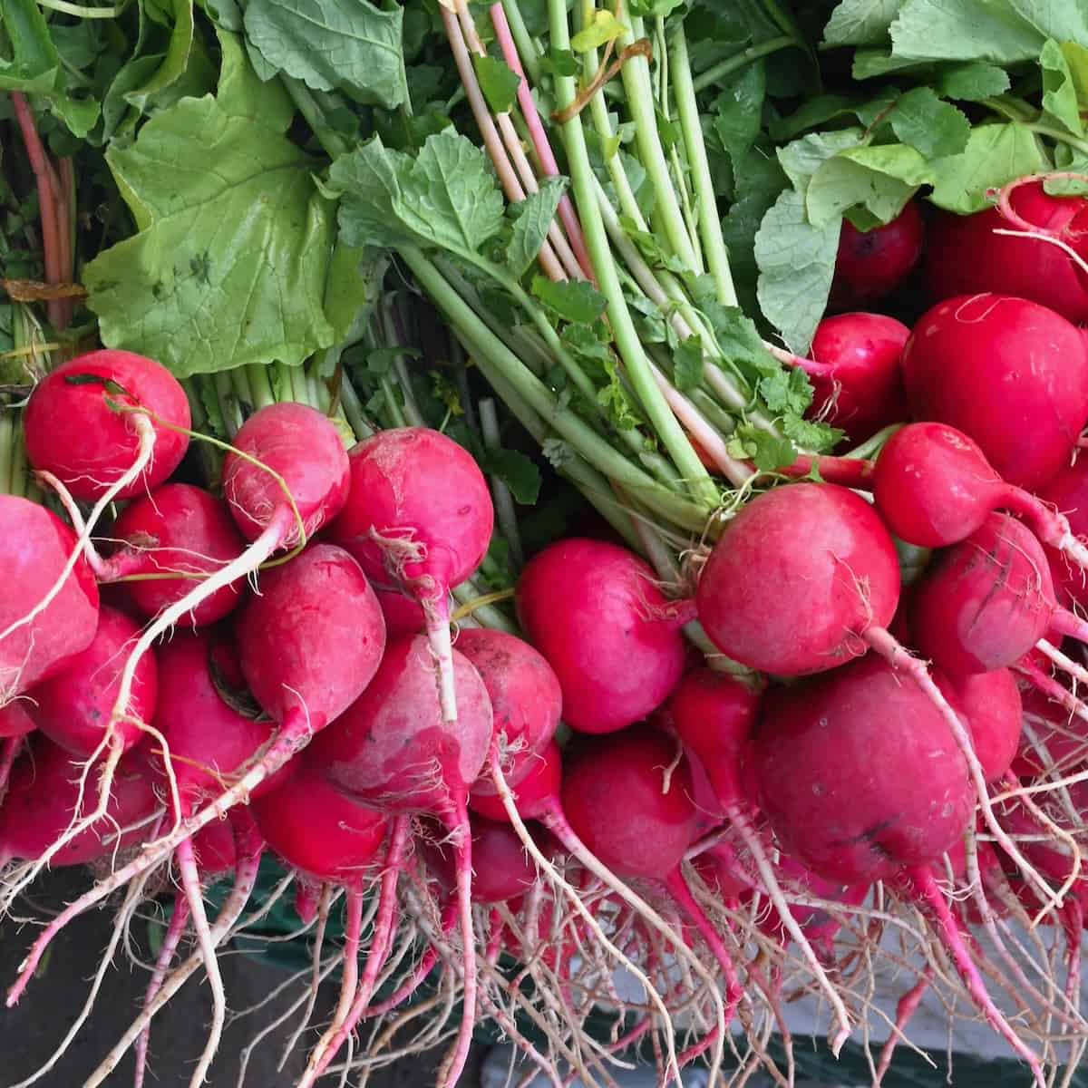 Radishes and What to Do with Them Alphafoodie