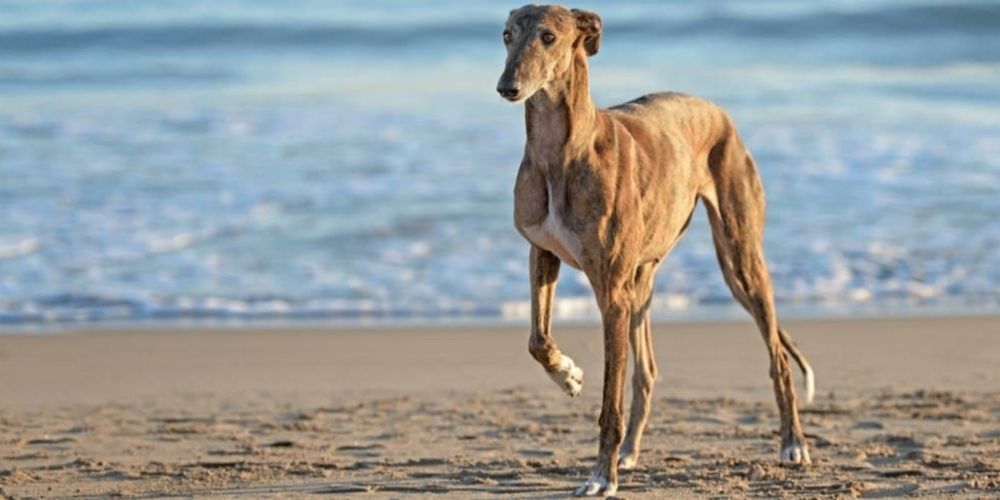 What Breed Of Dog Is The Fastest And Why?