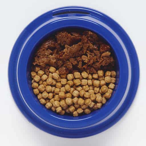 Your Dog's Diet Canned Dog Food Vs. Dry Kibble