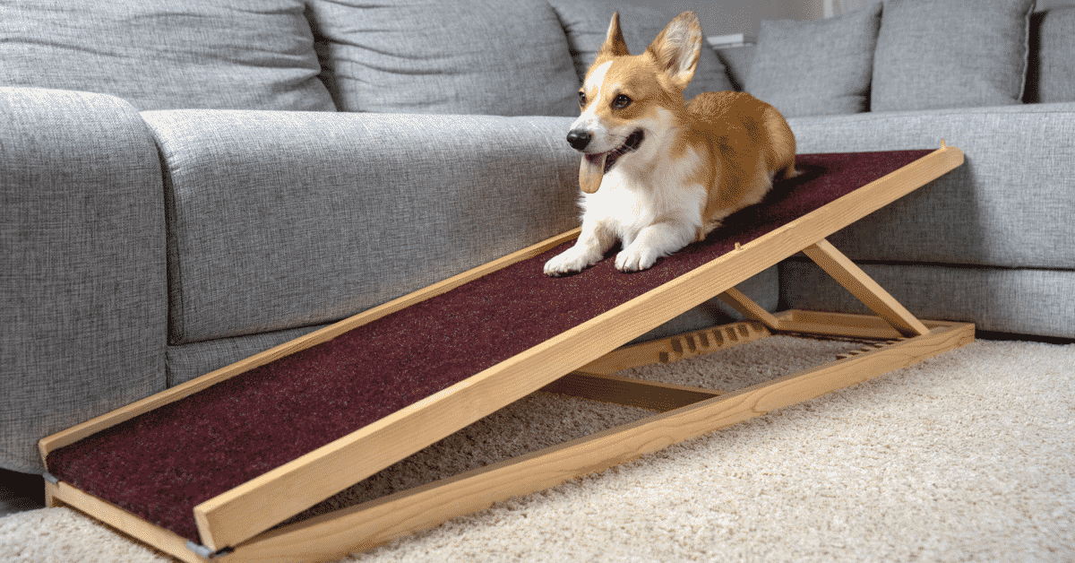 Teach Dog To Use Ramp at Barbara Henderson blog