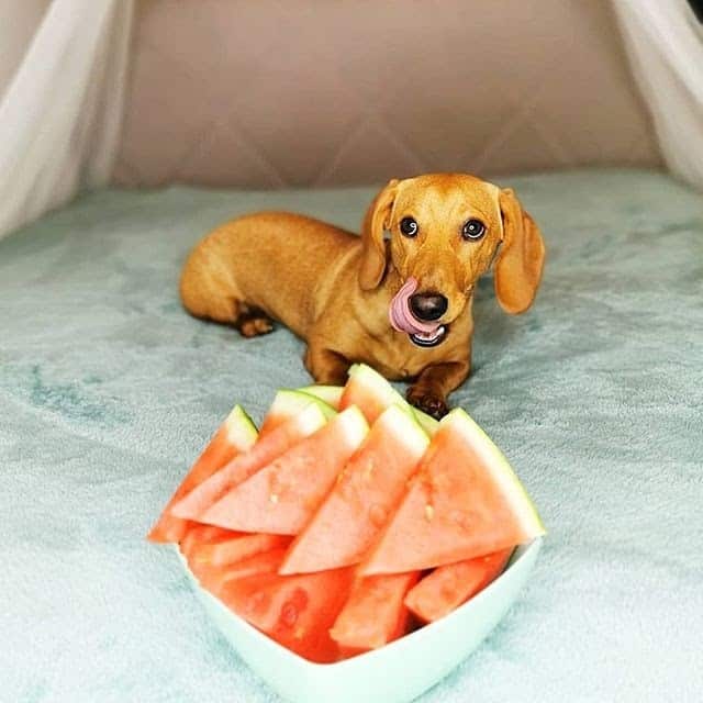 How To House Train A Dachshund Dog