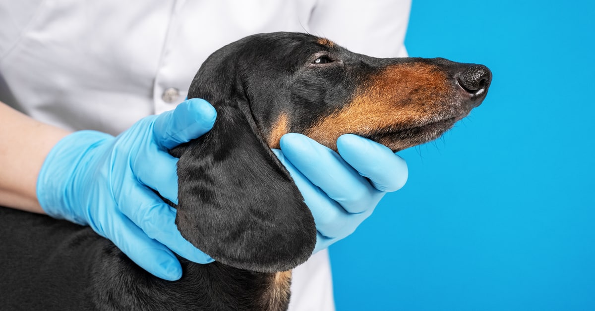 Dachshund Skin Problems Alpha Paw