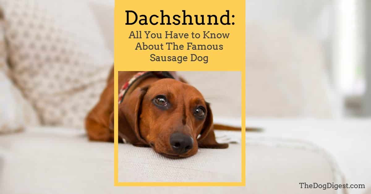 Dachshund The Ultimate Guide Of The Famous Sausage Dog