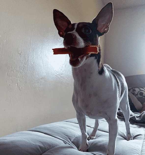 rat terrier weiner dog mix