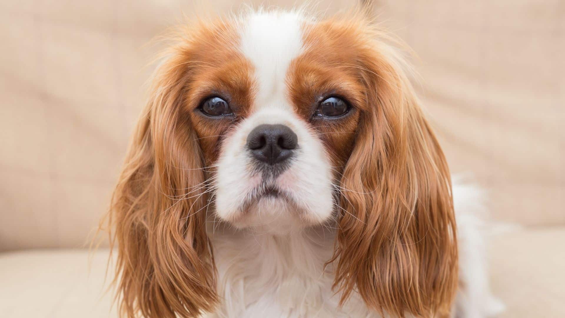 Dog Breed Guide The Cavalier King Charles Spaniel