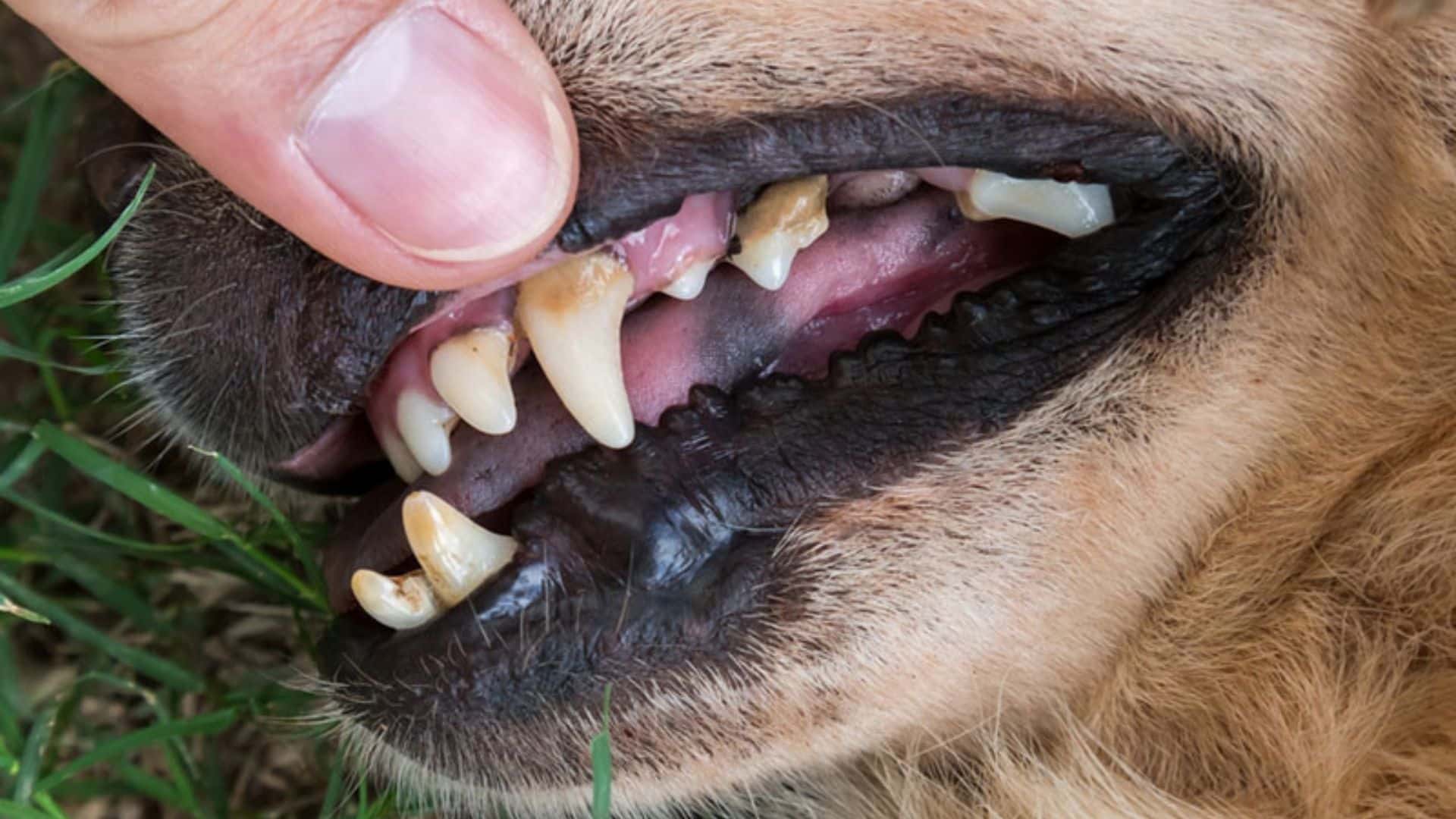 Periodontal Disease In Dogs Warning Signs, Treatment and Prevention
