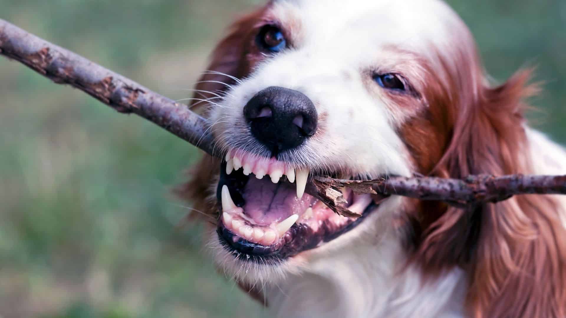 How to Remove Tartar from A Dog's Teeth The Basics