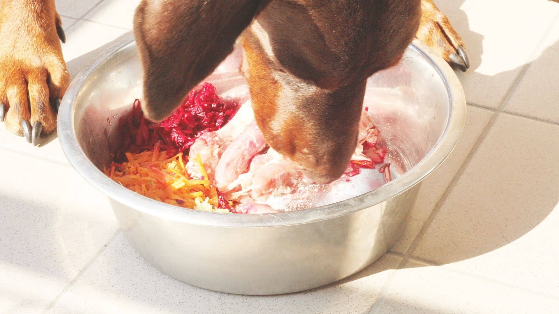 How to Help A Choking Dog LifeSaving Tips For Pet Parents