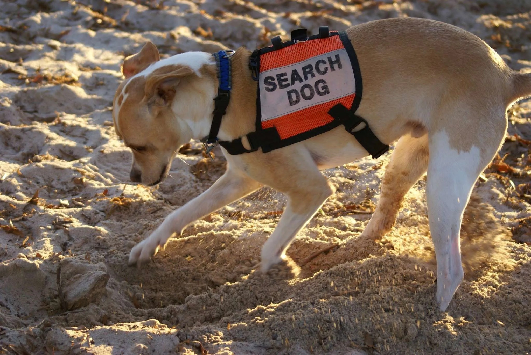 Canines Alpha Search and Recovery