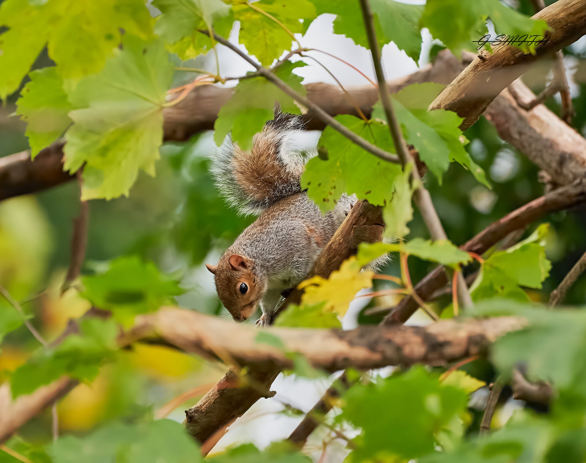 squirrel 2022 (2).jpg Sony Alpha Forums