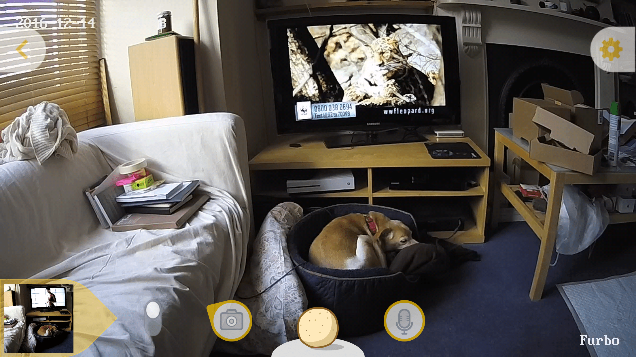 furbo app for windows