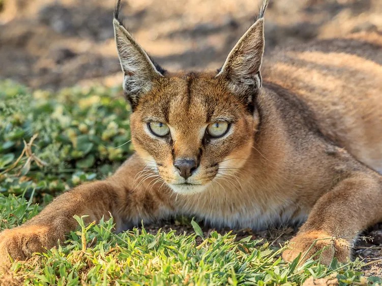 Dark Caracal Operation Blamed For The Hacking Of Thousands Of Victims In 21 Countries