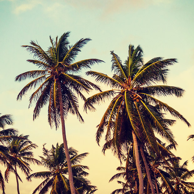 Palm Sunday Explained Alpine Bible