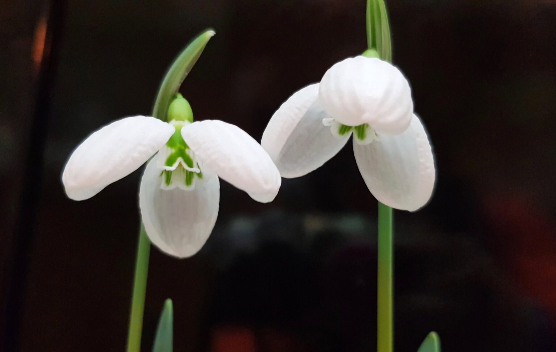 December snowdrops Garden Diary Alpine Garden Society