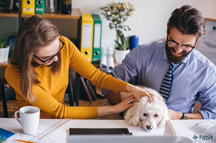 Amener son animal au travail nos conseils Alsaeci