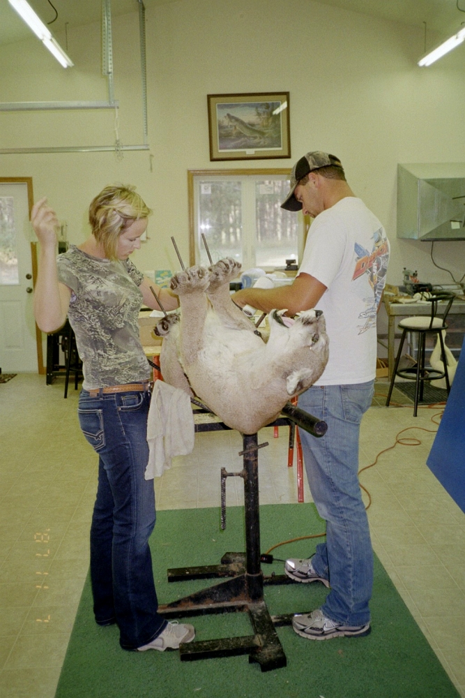 Wisconsin Taxidermy Trainning at Al's Taxidermy Studio and Taxidermist