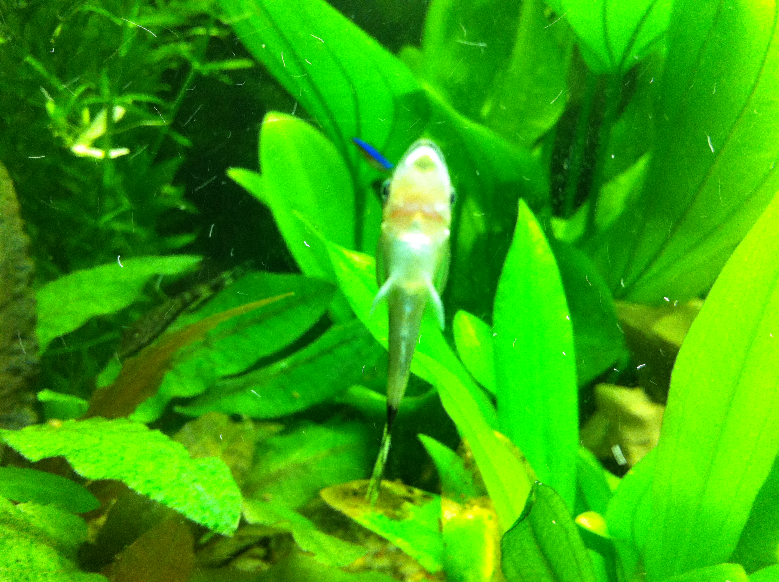 Wer macht im Aquarium die Scheiben sauber?
