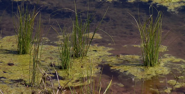 Freshwater Biome Location, Climate, Temperature, Plants and Animals