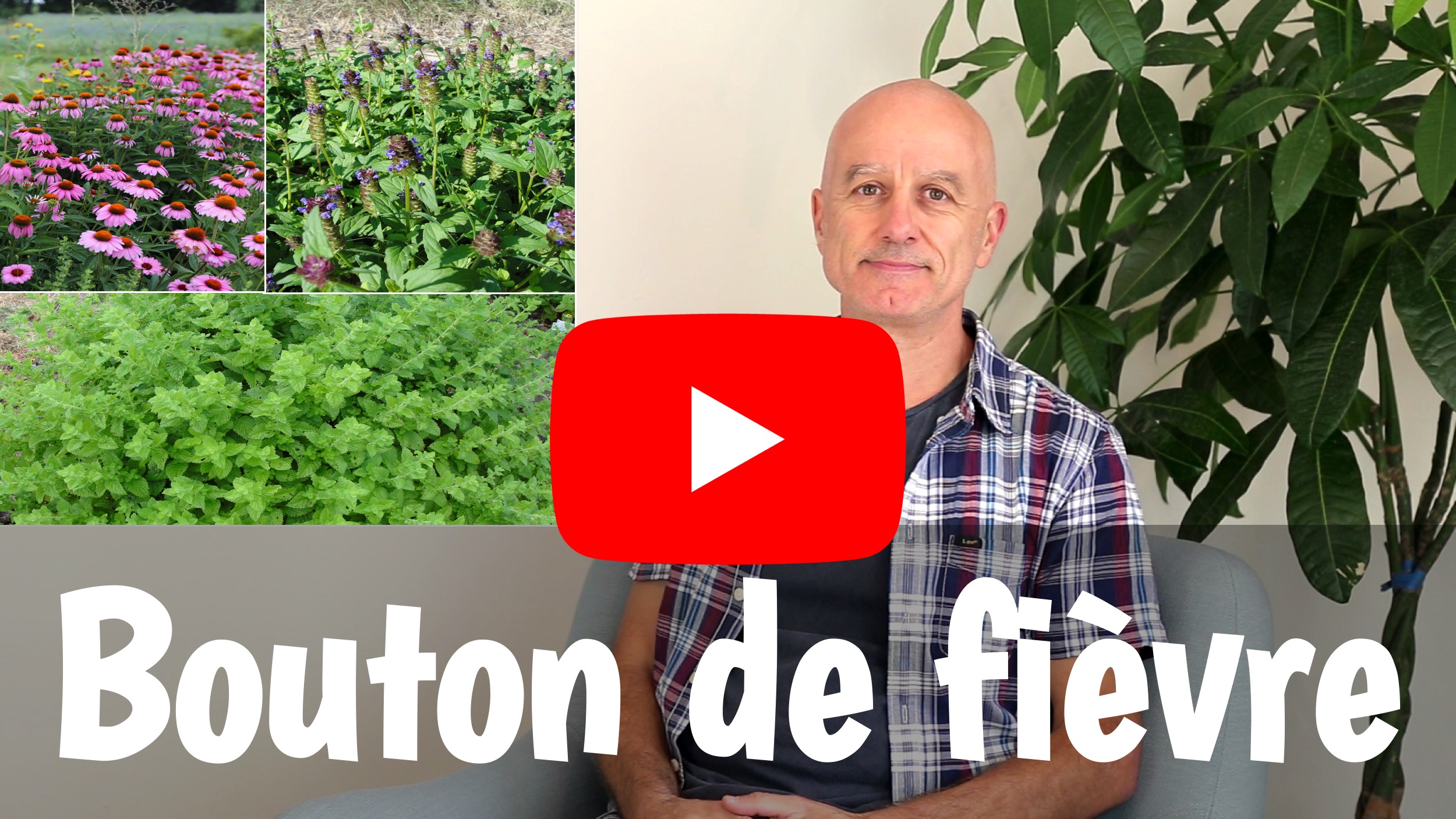Bouton de fièvre (herpès labial) : quelles plantes soulagent ?